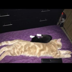 Meet your Posher, Ginal